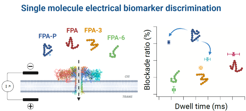 Nanopore Discrimination of Coagulation Biomarker Derivatives and  Characterization of a Post-Translational Modification