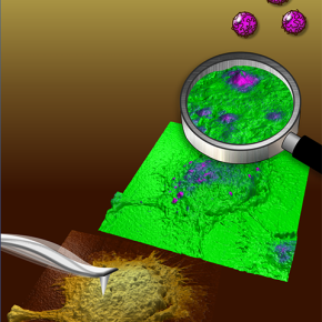 Visualiser sans marquage des nanoparticules au coeur des cellules